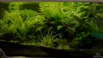 Mittleres Gesellschaftsbecken von DasJin