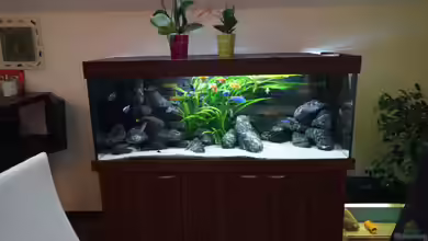 MJM´s NonMbuna von Moda