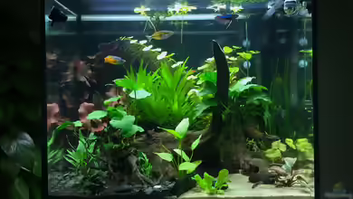 Moehrchen's Lido von moehriam