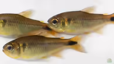 Moenkhausia cambacica im Aquarium halten