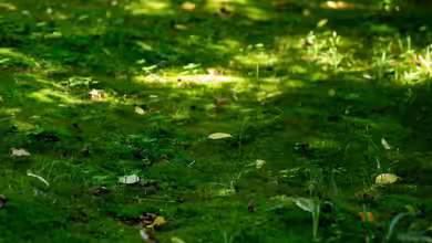 Moos im Frühjahr entfernen: Der umfassende Leitfaden für einen gesunden Gartenboden