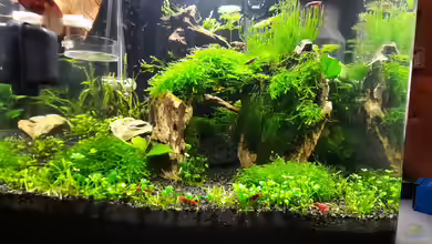 Mooshügel von Antschi