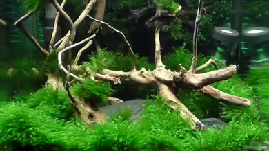 Mooswand/Fissidens von Pelzwanze