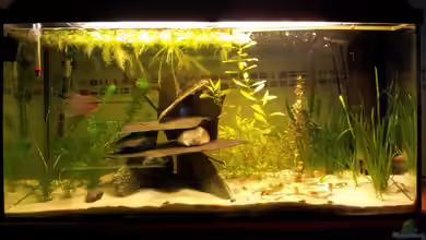 Mosaikfadenfisch-Artaquarium von WittaMine