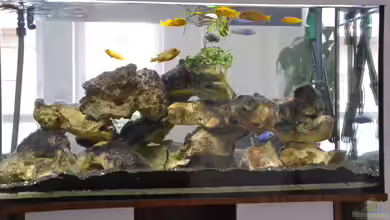 Mount Saulosi von Mueller76