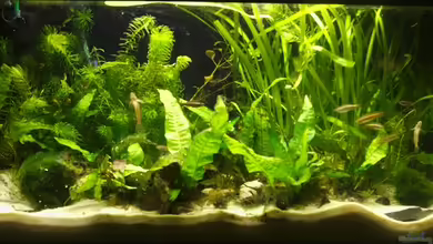 MrAquas Grundel AQ von Nils Müller