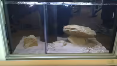 Multi-Becken von Branjo