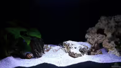 Multiple Expansion von Mich