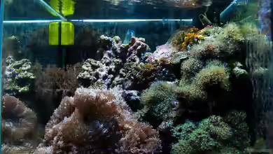 MW Würfel WZ von Cichlid Power