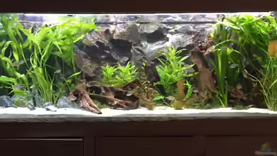 My American( nur noch Beispiel) von Basti@