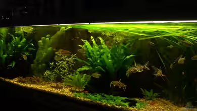 My Dream von Wasserwelt