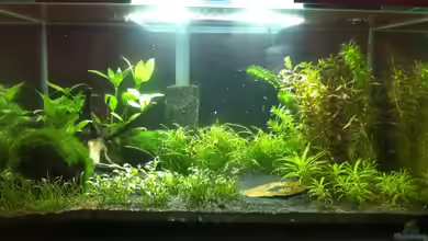 My first AQ von Markus96