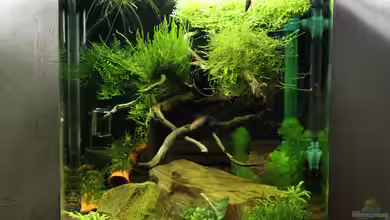 My first little Nano (nur noch als Beispiel) von SouthAmerica