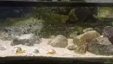 My first Tanganjika von Bämbel