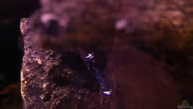 My Lake Matano--existiert so nicht mehr von Exotist