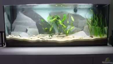 My Lake Tanganjika von Simon Schober