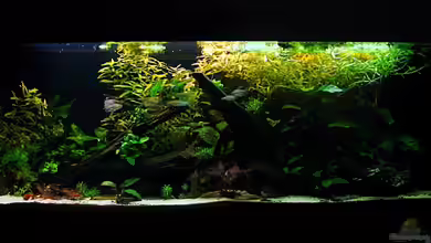 My little African Dream Nur noch als Beispiel von johnK