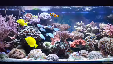 My little reef (nur noch als Bsp.;verkauft) von berchti555