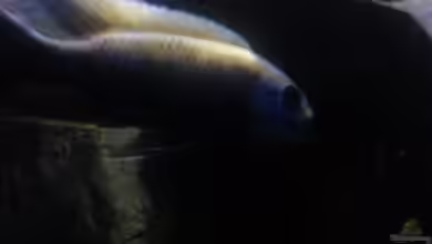 My second Malawi basin existiert nicht mehr von Vision