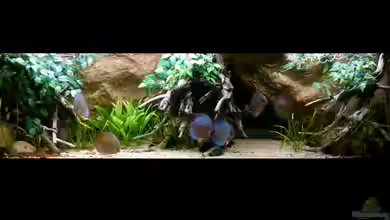 ~My-South-American-Biotope~ von ~Marco~