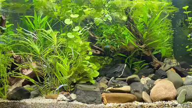 Myanmar _Gesellschaft von Tavira2000