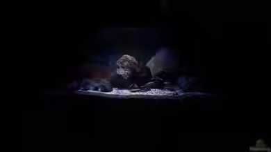 mylittlembunatown von Dennis Wulf