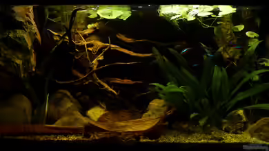 My~little~southamerican~Tank von ~Marco~