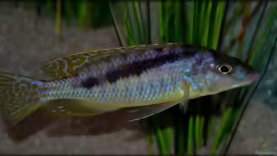 Mylochromis: faszinierende Räuber und Spezialisten aus dem Malawisee