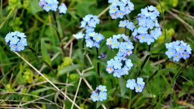 Myosotis alpestris im Garten pflanzen