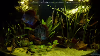 My~southamerican~corner~Tank von ~Marco~