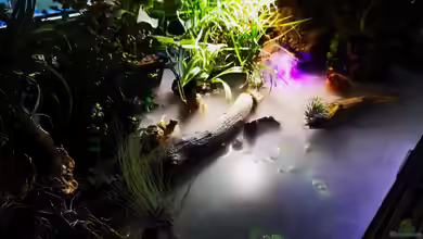 Mystische Waldquelle von Alexander Deepocean