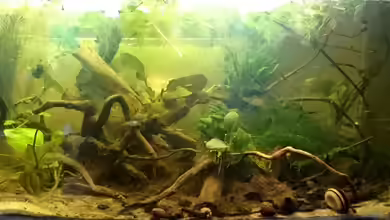 Nadika (2015 - 2017) von miv