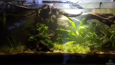 Nadika Sang (2018-2020) von miv