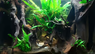 Nannacara anomala von ekki