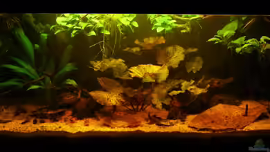 Nannostomus eques - Becken von Andreas Fuchs