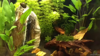 Nano, die Erste von cybershark