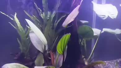 Nano 1 von Vera_K. .