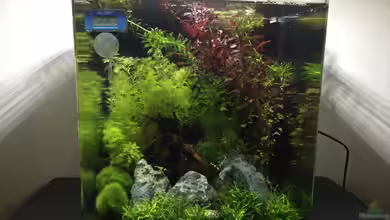 Nano-Aquarium: Kleines Becken, große Wirkung – Planung, Besatz und Pflege