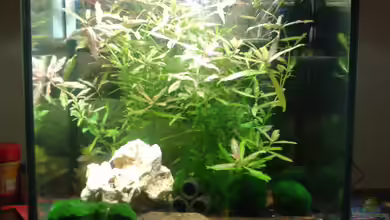 Nano Becken 30L für CPO´s und Garni´s von Bully-1999