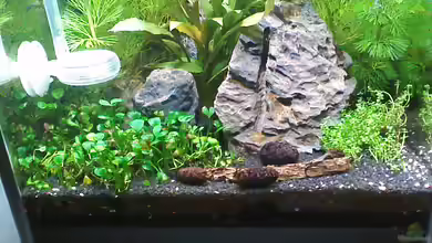 Nano Becken von Nano73