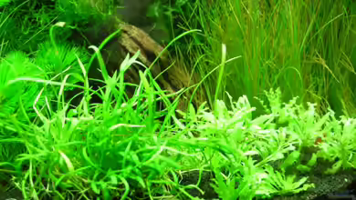 Nano Cube 1.0 von Thorgal Takashi