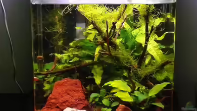 Nano Cube 30 von Die kleine Meerjungfrau