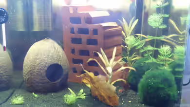 Nano Cube 30 von Silvia78