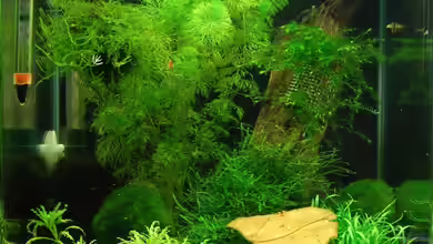 Nano Cube 30L von BjoeHrn