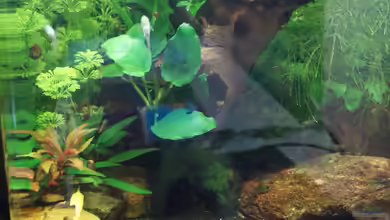 Nano Cube 30l von Raphi