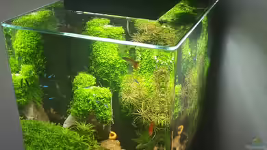Nano Cube meets Fluval Edge von Schallex
