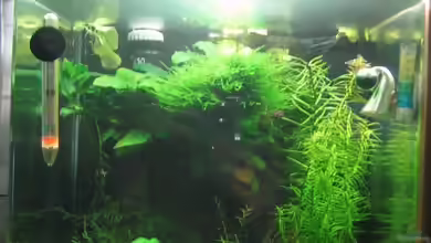 Nano Cube von Aquarium-Bochum