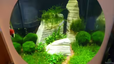 Nano Enie Cube von tanja4