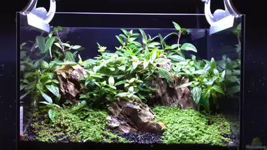 Nano nur noch Beispiel von K.S.