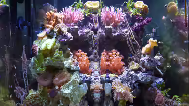 Nano-Riff von Summse